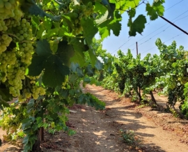 כרם בלכיש - קטיף ענבים